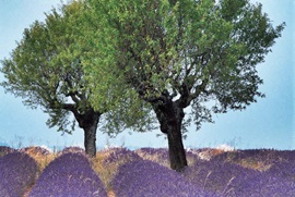 Provence-Reisen
